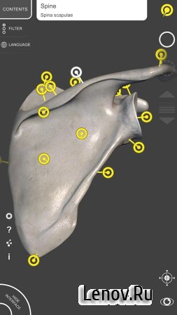 3D Anatomy for the Artist Lite v 1.0.3