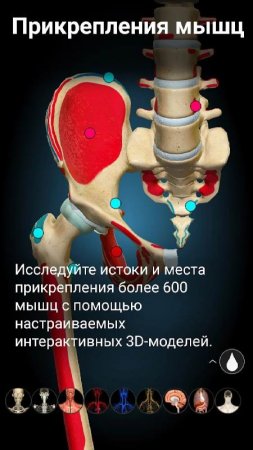 Anatomy Learning 3D v 2.1.425 Mod (Unlocked)
